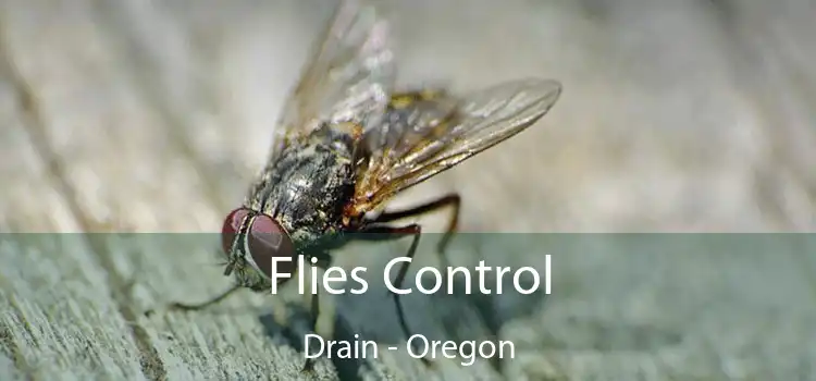 Flies Control Drain - Oregon