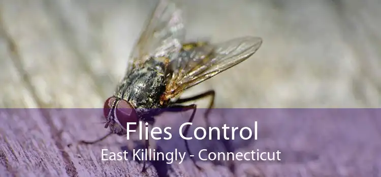 Flies Control East Killingly - Connecticut
