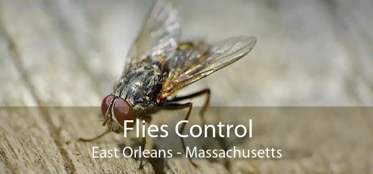 Flies Control East Orleans - Massachusetts