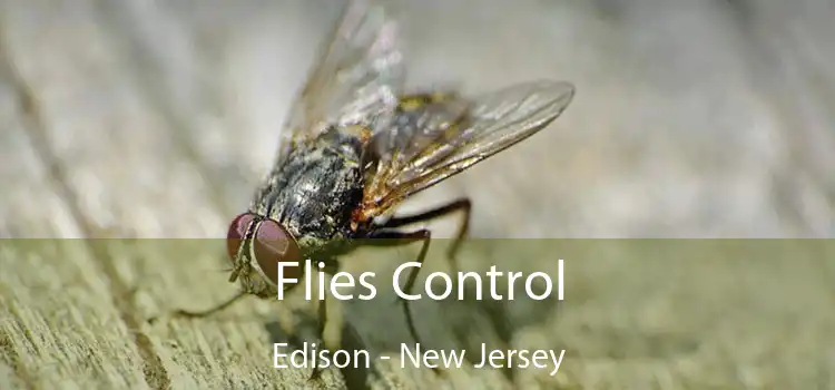 Flies Control Edison - New Jersey