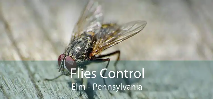 Flies Control Elm - Pennsylvania