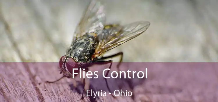 Flies Control Elyria - Ohio