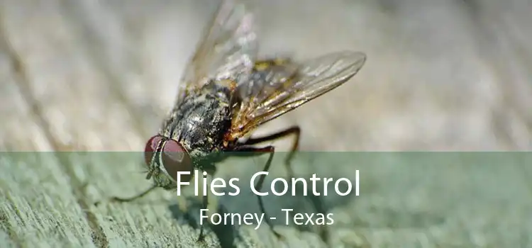 Flies Control Forney - Texas