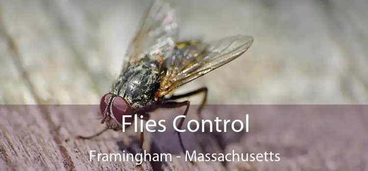 Flies Control Framingham - Massachusetts