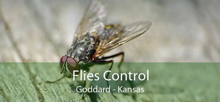 Flies Control Goddard - Kansas