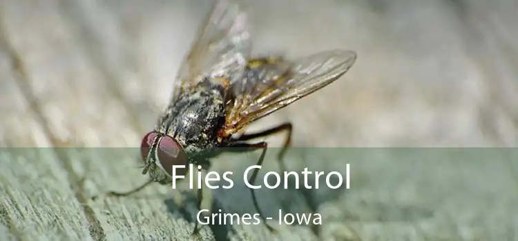 Flies Control Grimes - Iowa