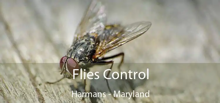 Flies Control Harmans - Maryland