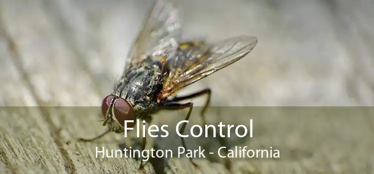 Flies Control Huntington Park - California