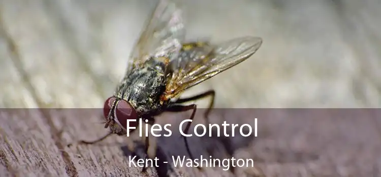 Flies Control Kent - Washington