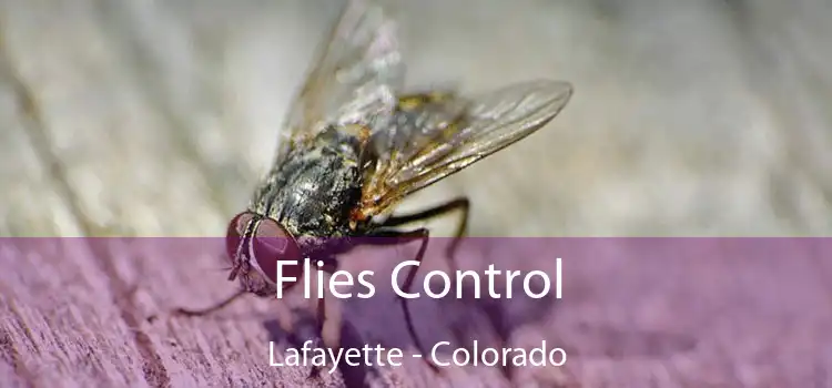 Flies Control Lafayette - Colorado