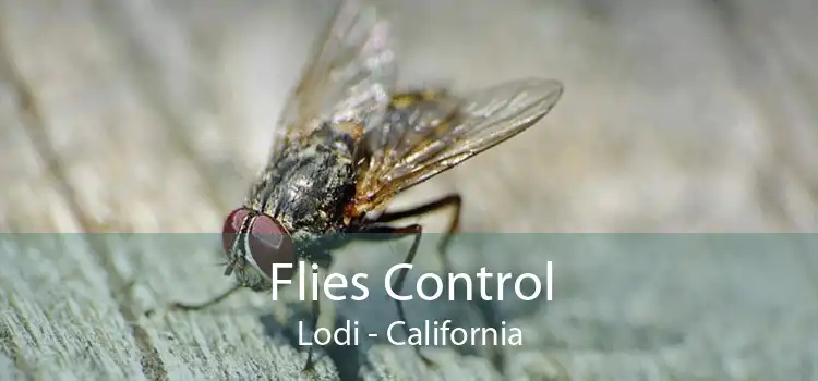 Flies Control Lodi - California