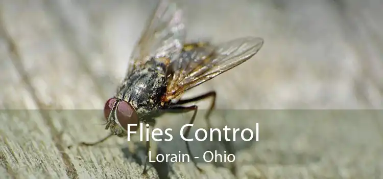 Flies Control Lorain - Ohio