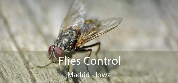 Flies Control Madrid - Iowa