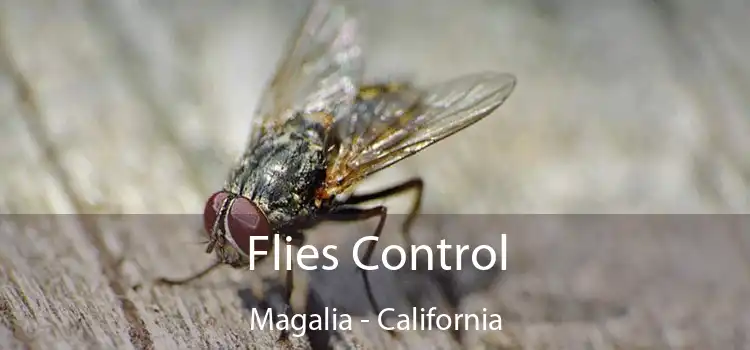 Flies Control Magalia - California