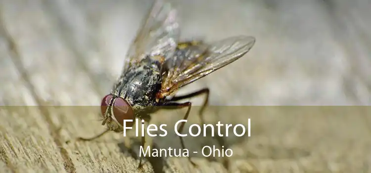 Flies Control Mantua - Ohio