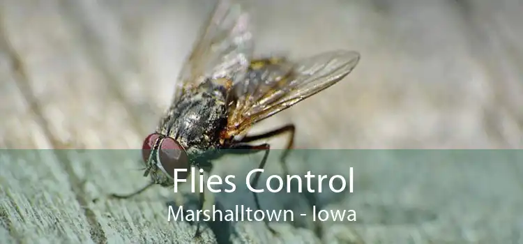 Flies Control Marshalltown - Iowa