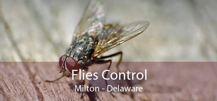 Flies Control Milton - Delaware