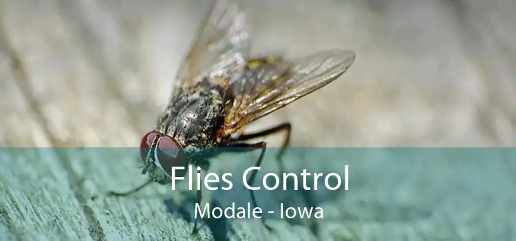 Flies Control Modale - Iowa