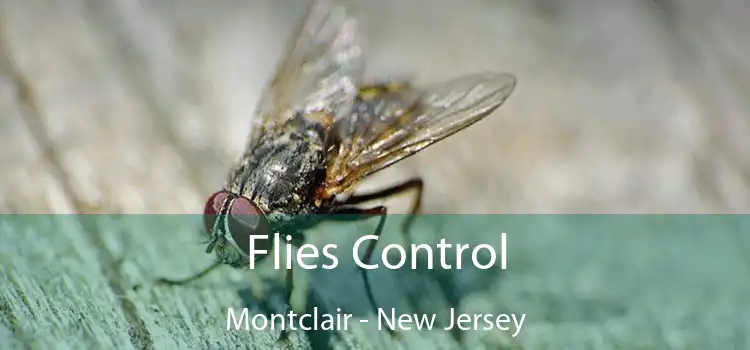 Flies Control Montclair - New Jersey