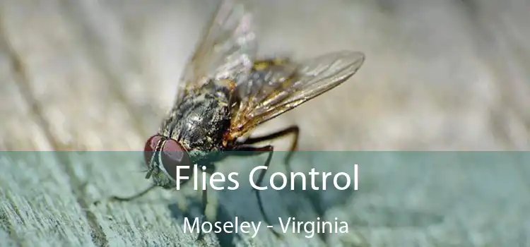 Flies Control Moseley - Virginia