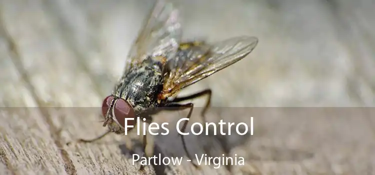 Flies Control Partlow - Virginia