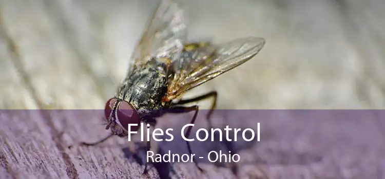 Flies Control Radnor - Ohio