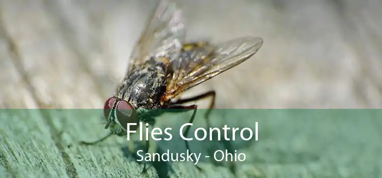 Flies Control Sandusky - Ohio