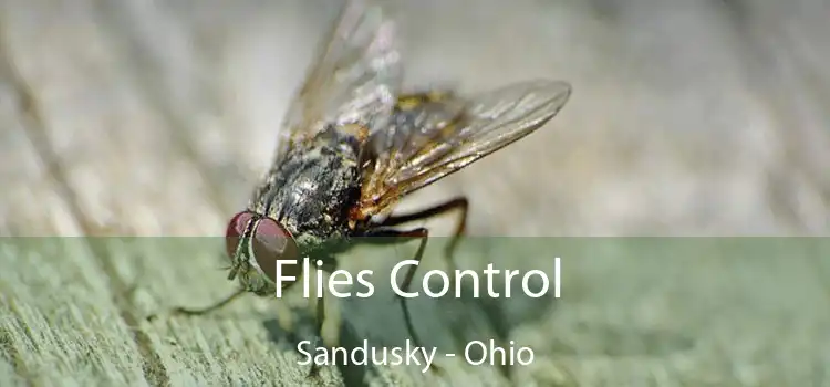 Flies Control Sandusky - Ohio