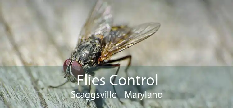 Flies Control Scaggsville - Maryland