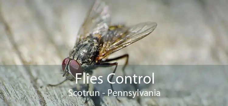 Flies Control Scotrun - Pennsylvania