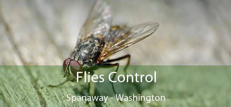 Flies Control Spanaway - Washington