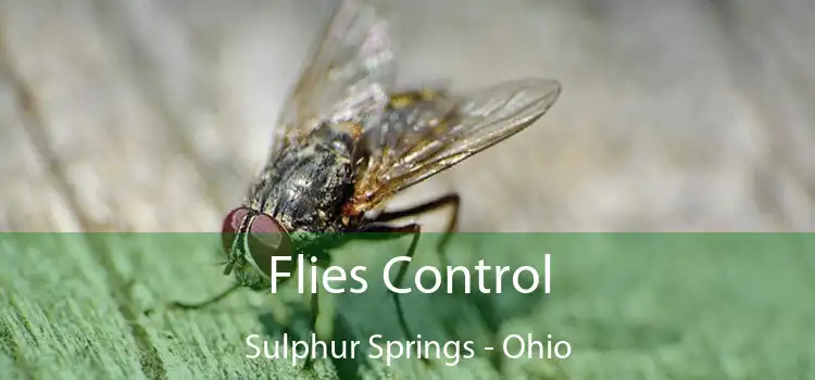 Flies Control Sulphur Springs - Ohio