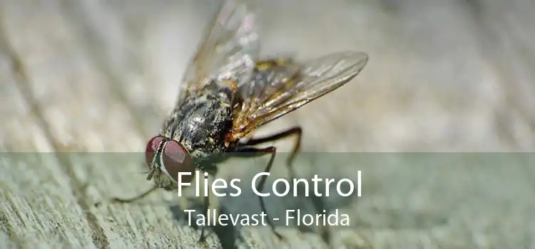 Flies Control Tallevast - Florida