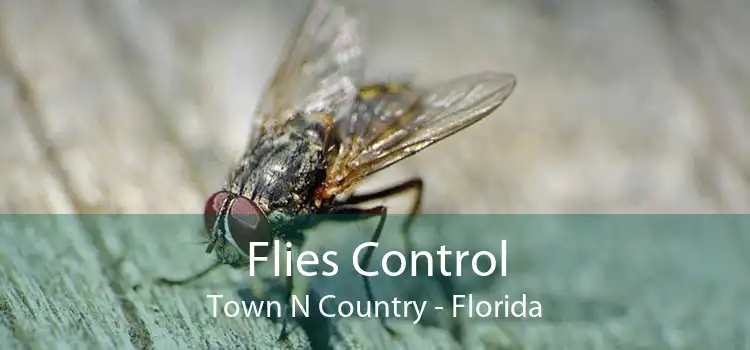 Flies Control Town N Country - Florida
