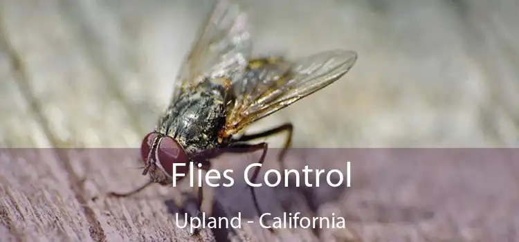 Flies Control Upland - California