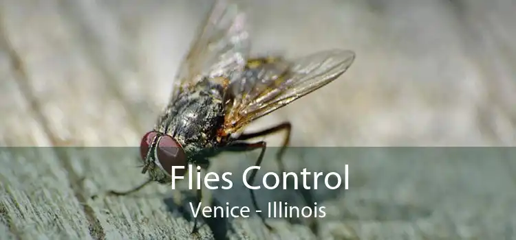 Flies Control Venice - Illinois