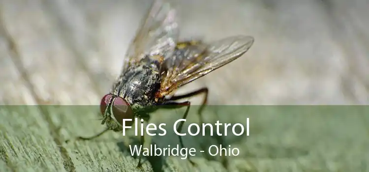 Flies Control Walbridge - Ohio