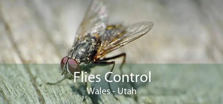 Flies Control Wales - Utah