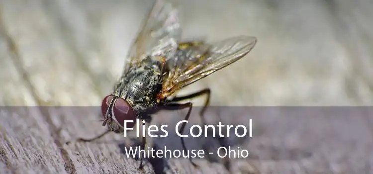 Flies Control Whitehouse - Ohio