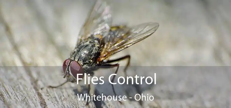 Flies Control Whitehouse - Ohio