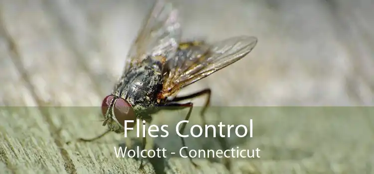 Flies Control Wolcott - Connecticut