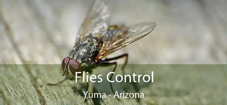 Flies Control Yuma - Arizona