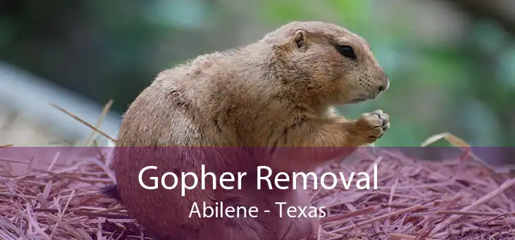 Gopher Removal Abilene - Texas