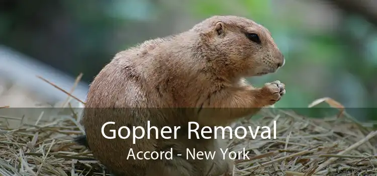 Gopher Removal Accord - New York