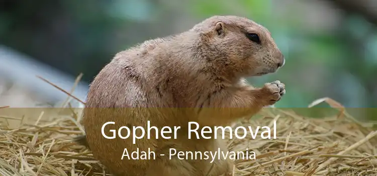 Gopher Removal Adah - Pennsylvania
