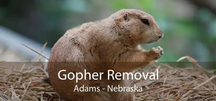 Gopher Removal Adams - Nebraska