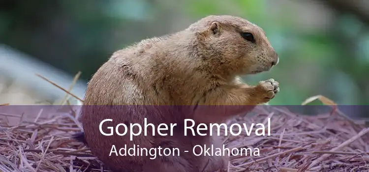 Gopher Removal Addington - Oklahoma