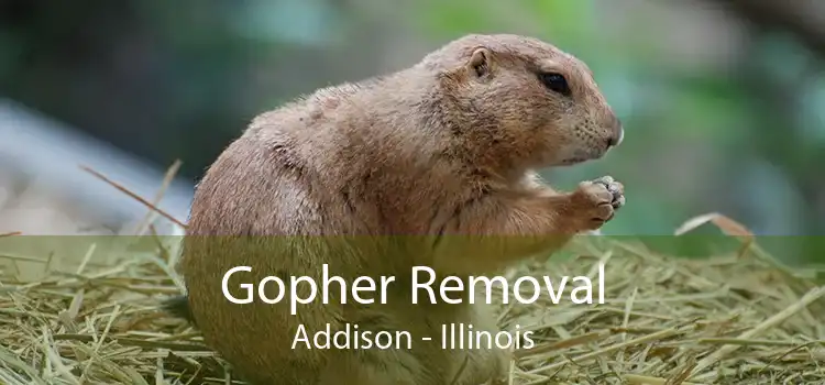 Gopher Removal Addison - Illinois