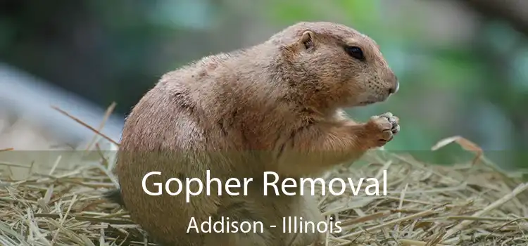 Gopher Removal Addison - Illinois