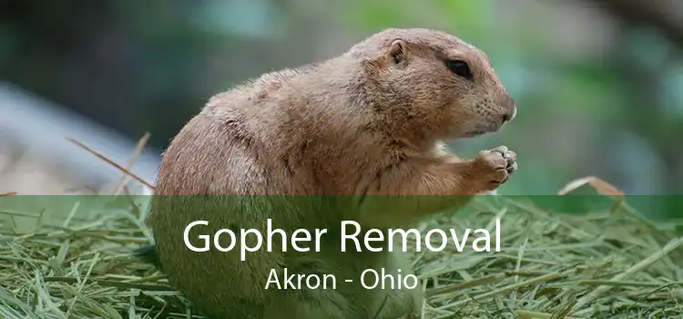Gopher Removal Akron - Ohio